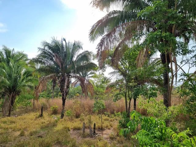354 hectares em são joão da Aliança - foto 5