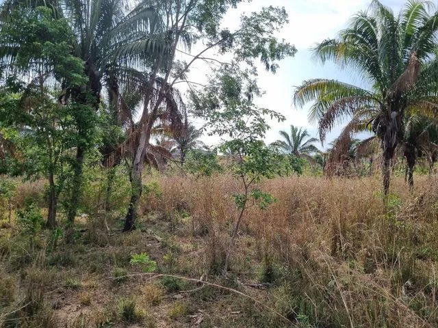 354 hectares em são joão da Aliança - foto 6