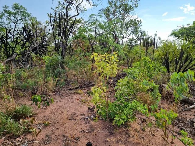 354 hectares em são joão da Aliança - foto 8