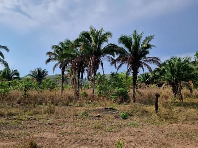 354 hectares em são joão da Aliança - foto 14
