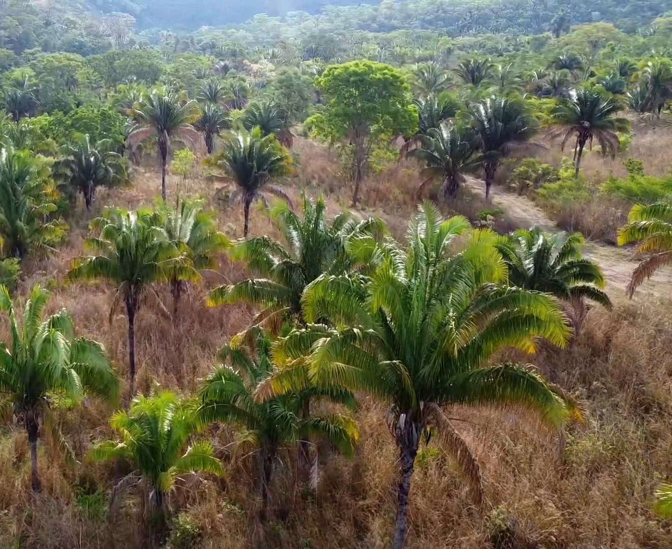 354 hectares em são joão da Aliança - foto 44