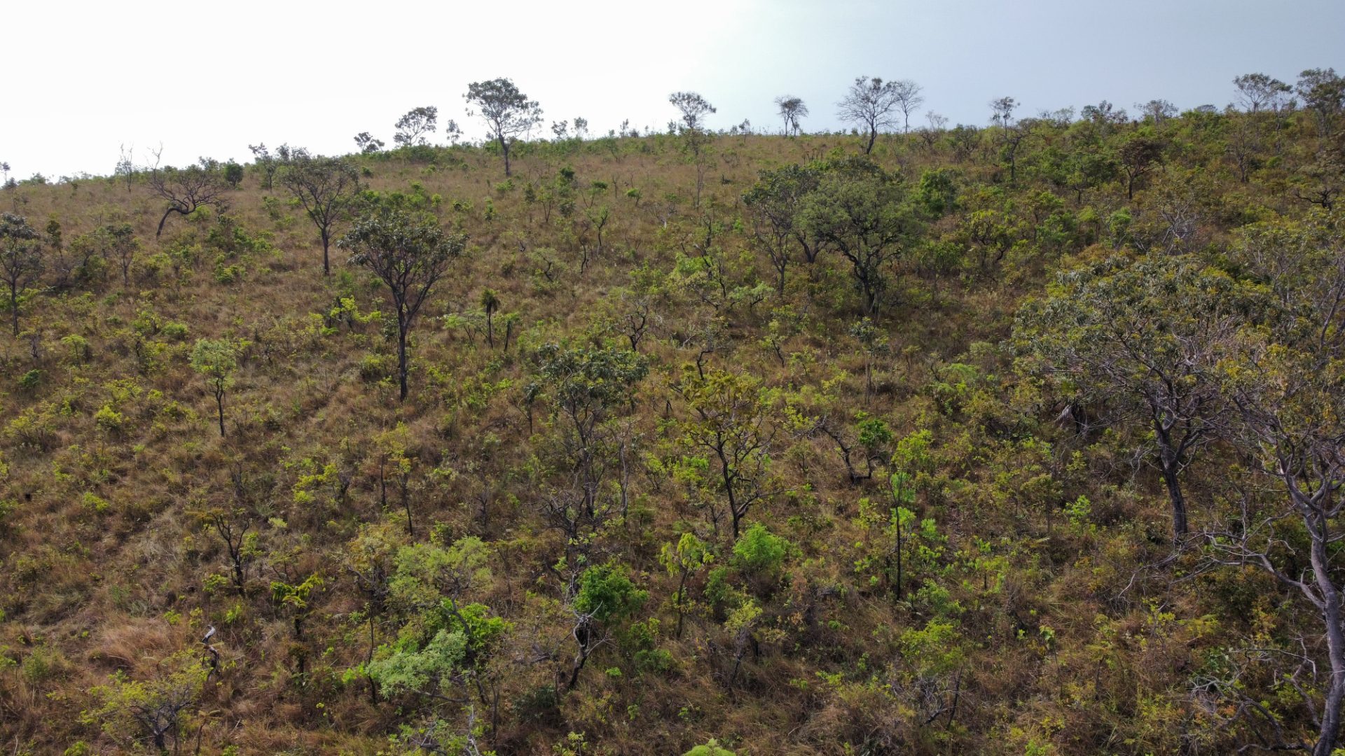354 hectares em são joão da Aliança - foto 25