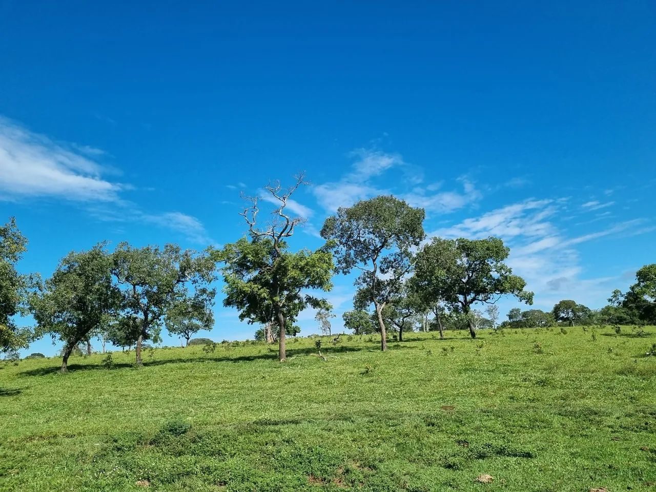 Fazenda de 1.500 Hectares à Venda em Catalão/GO – Dupla Aptidão - foto 14