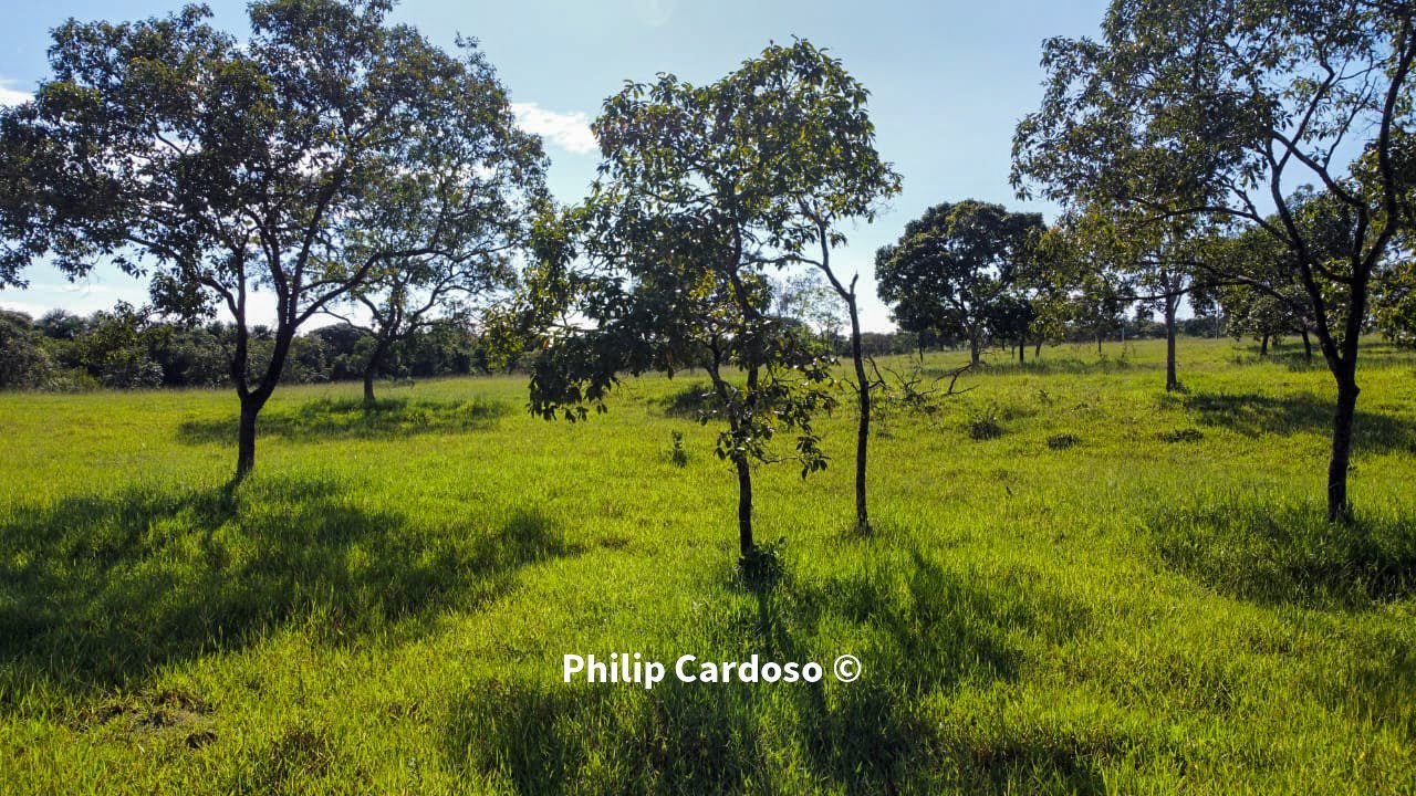 Fazenda de 1.500 Hectares à Venda em Catalão/GO – Dupla Aptidão - foto 32