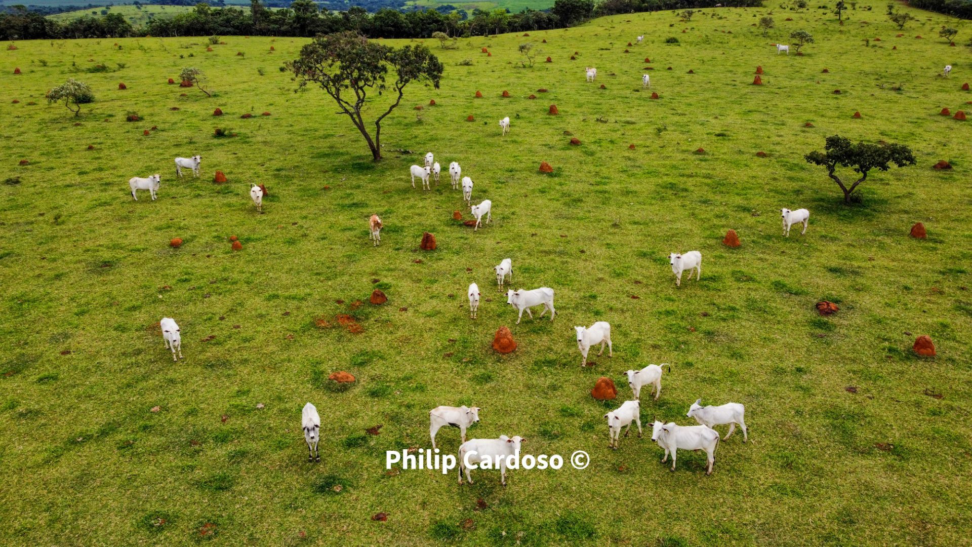 Fazenda de 1.500 Hectares à Venda em Catalão/GO – Dupla Aptidão - foto 17