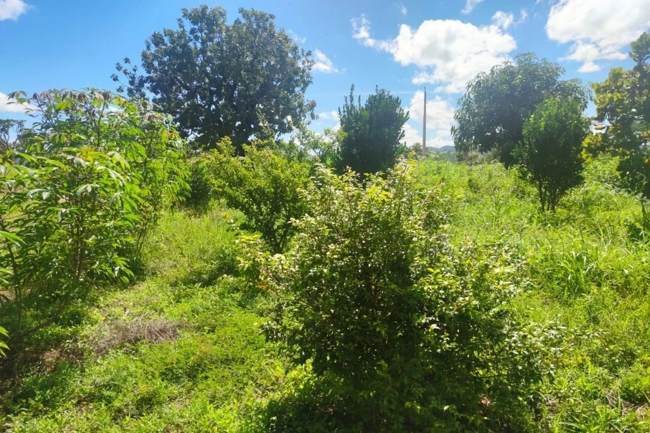 16,83 hectares, município de Padre Bernardo - foto 4