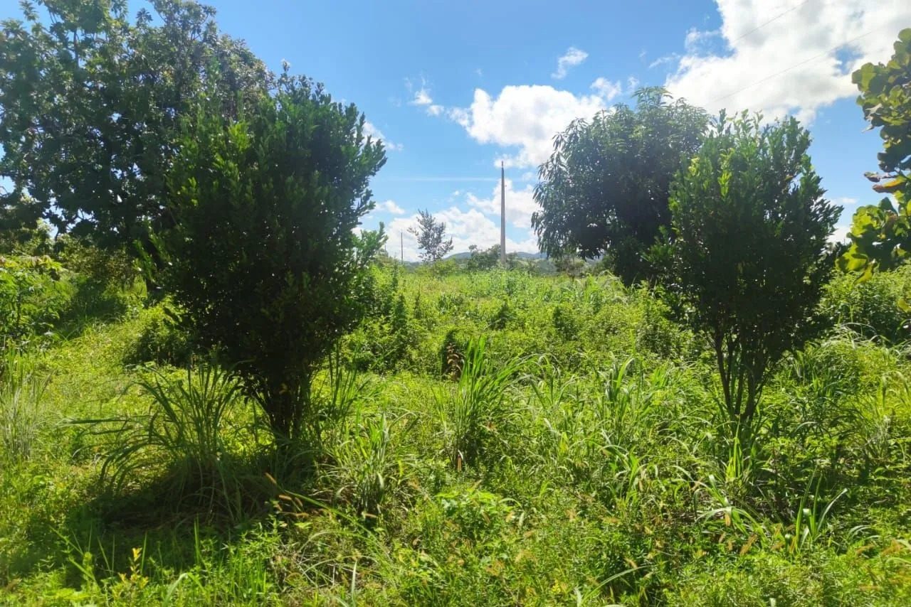 16,83 hectares, município de Padre Bernardo - foto 9