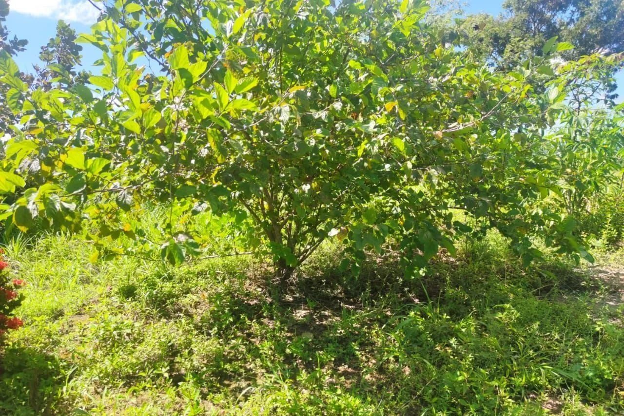 16,83 hectares, município de Padre Bernardo - foto 10
