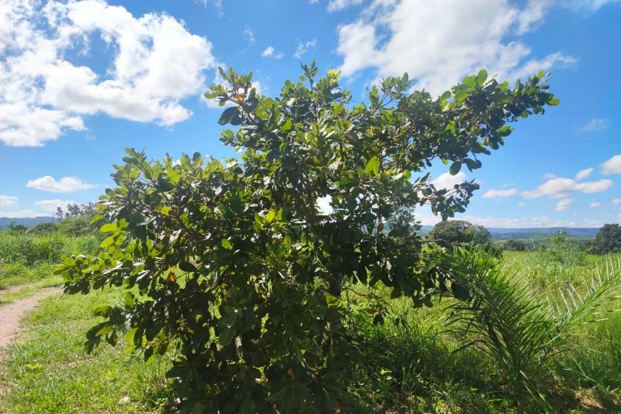 16,83 hectares, município de Padre Bernardo - foto 13