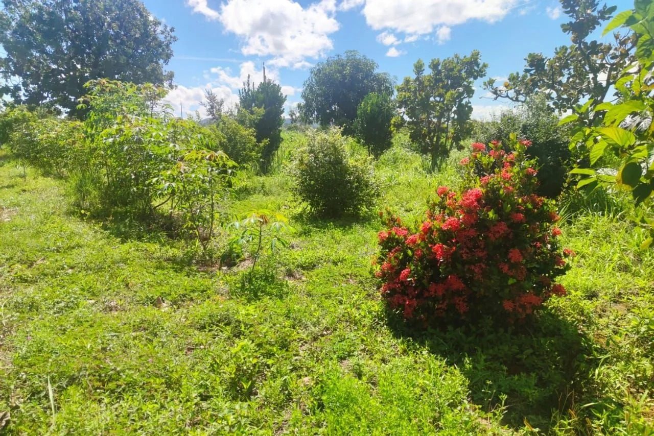 16,83 hectares, município de Padre Bernardo - foto 14