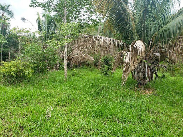 Fazenda de 1.210 Hectares com potencial agropecuário e turístico - foto 10