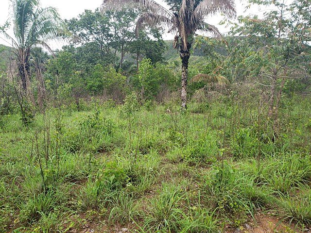 Fazenda de 1.210 Hectares com potencial agropecuário e turístico - foto 13