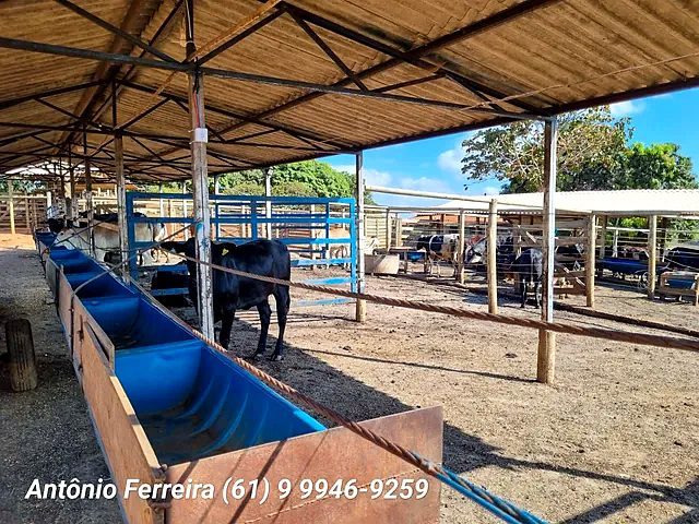 Confinamento à Venda em Santo Antônio do Descoberto-GO