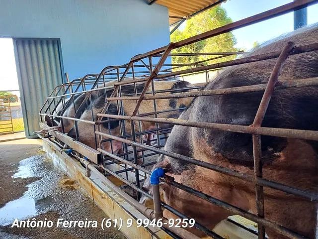 Confinamento à Venda em Santo Antônio do Descoberto-GO - foto 5