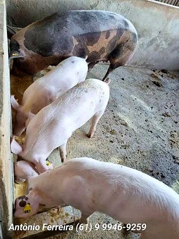 Confinamento à Venda em Santo Antônio do Descoberto-GO - foto 8