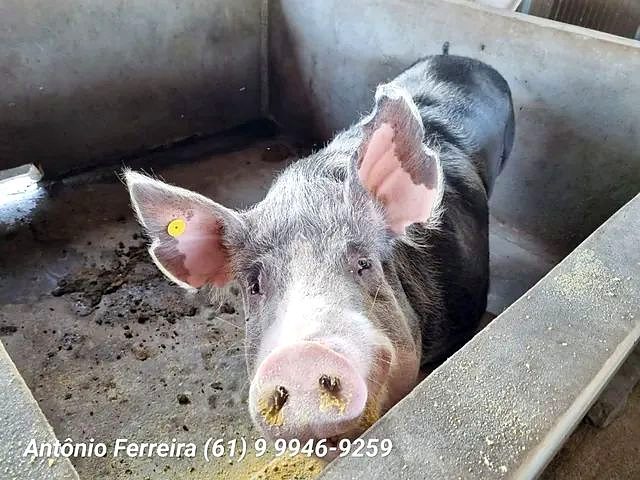 Confinamento à Venda em Santo Antônio do Descoberto-GO - foto 17
