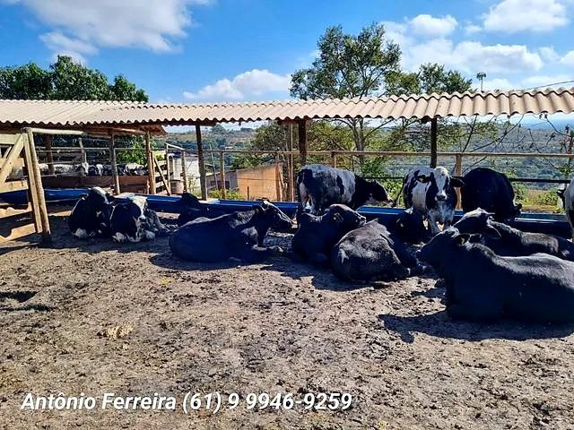 Confinamento à Venda em Santo Antônio do Descoberto-GO - foto 19